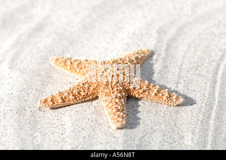 Seafish auf Sand, Nahaufnahme Stockfoto