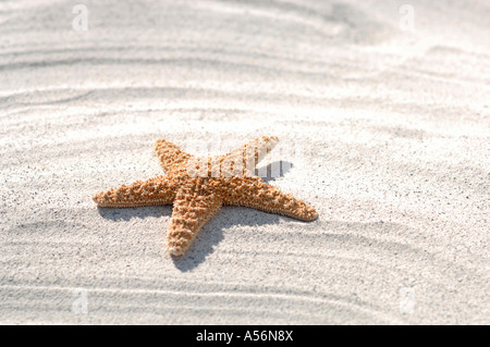 Seafish auf Sand, Nahaufnahme Stockfoto