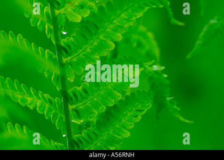 Rippenfarn Blechnum spicant Mit Wassertropfen Stockfoto