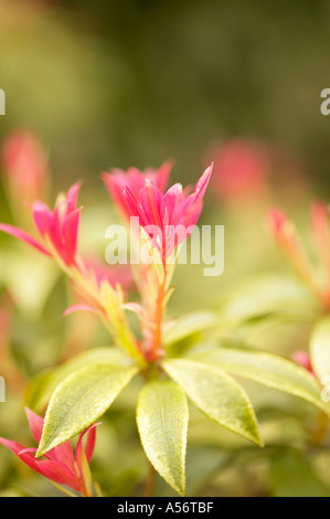 Junge Triebe von Pieris Formosa Var Forrestii Wakehurst Stockfoto