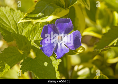 England, UK. Ein einziger blauer Größer Immergrün (Vinca major) Blüte in der Blüte im Frühjahr Stockfoto