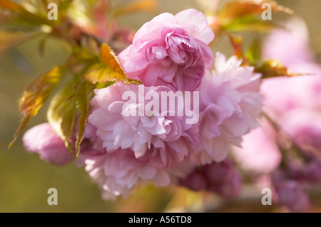 West Sussex, England, UK. Pale Pink Cherry Blossom auf Prunus Kiku-Shidare Zakura. Auch als cheals Weinen bekannt Stockfoto