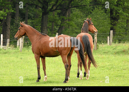 Arabisches Vollblut Braun braun arabische Pferde Stockfoto