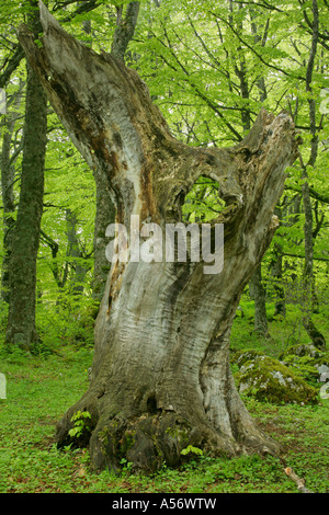 Abgestorbener Baumriese Im Bosco di St. Antonio Majella Nationalpark Abruzzen Italien tot riesige Buche in St. Antonio für Stockfoto