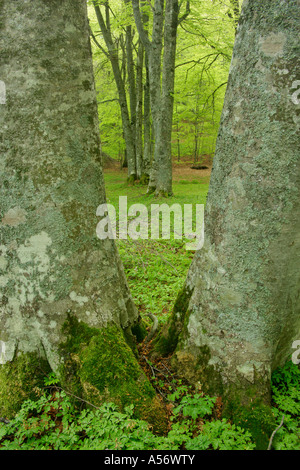 Rotbuchen Fagus Sylvatica Im Bosco di St. Antonio Majella Nationalpark Abruzzen Italien Buche Bäume Fagus Sylvatica in St-Ant Stockfoto