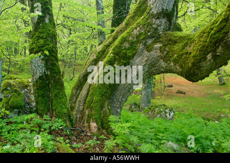 Alte Rotbuche Fagus Sylvatica Im Bosco di St. Antonio Majella Nationalpark Abruzzen Italien alten Buche Fagus Sylvatica in der Stockfoto