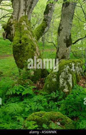 Alte Rotbuche Fagus Sylvatica Im Bosco di St. Antonio Majella Nationalpark Abruzzen Italien alten Buche Fagus Sylvatica in der Stockfoto