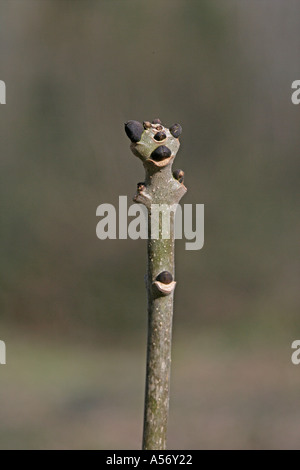 Esche Fraxinus excelsior Stockfoto