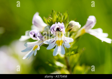 Gemeinsamen Augentrost, Euphrasia Rostkoviana, Nahaufnahme Stockfoto