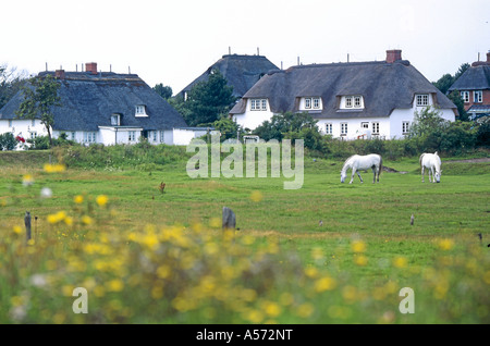 Reetdach-Haeuser Nebel Amrum Nordfriesische Inseln Deutschland Stockfoto