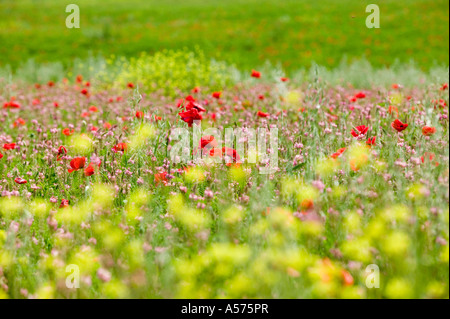 Blumenwiese Stockfoto