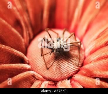 Zerfallenen Haus Spinne Tegenaria Gigantea-Domestica auf Blume geformte Kissen Stockfoto