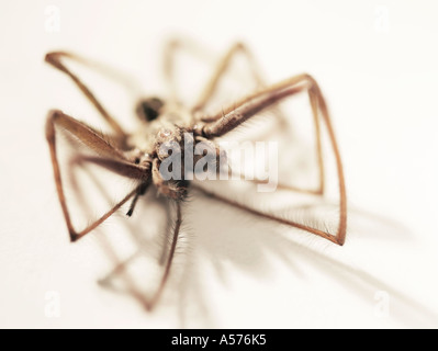 Zerfallenen Haus Spinne Tegenaria Gigantea-domestica Stockfoto