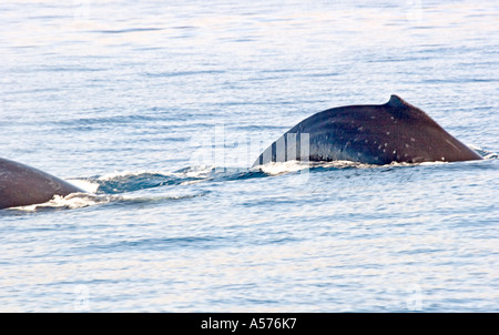 Zwei Buckelwale klingenden Impressionen novaeangliae Stockfoto