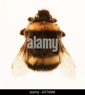 Bumble Bee Bombus trifasciatus Stockfoto