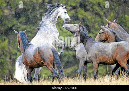 Paso Fino Hengst Boccica Schimmel in Junghengstherde Paso Finos Gestüt Steinbeiss wiesenfelden Stockfoto