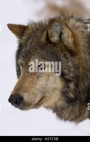 Porträt einer Timber Wolf Canis Lupus gefangen USA Stockfoto