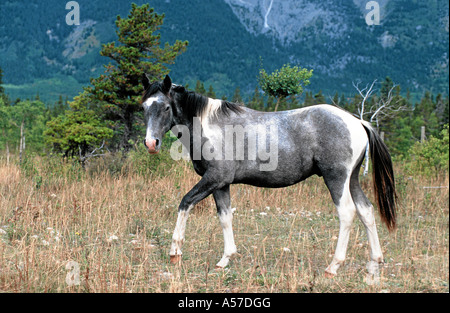 Indianerpony Wyoming Stockfoto