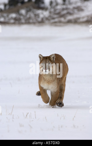 Puma oder Berglöwe Felis Concolor laufen im Schnee in Richtung Kamera gefangen Stockfoto