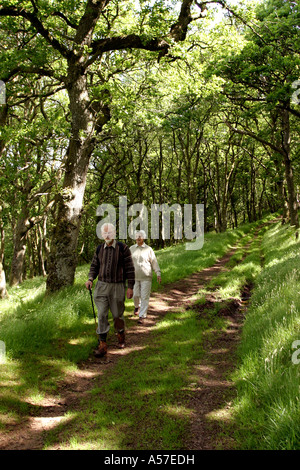 UK-Devon ältere Wanderer im Exmoor Eiche Wald Stockfoto