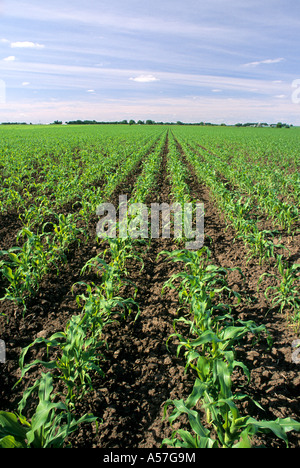 MAISFELD IN MINNESOTA S.E.; MITTE JUNI. Stockfoto