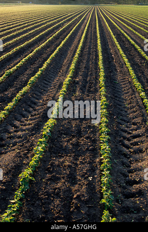 BEREICH DER SOJABOHNEN IM SPÄTEN FRÜHJAHR, S.E. MINNESOTA, USA. Stockfoto