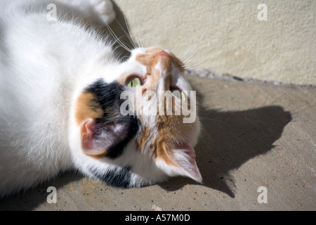 VERSPIELTE KATZE Stockfoto