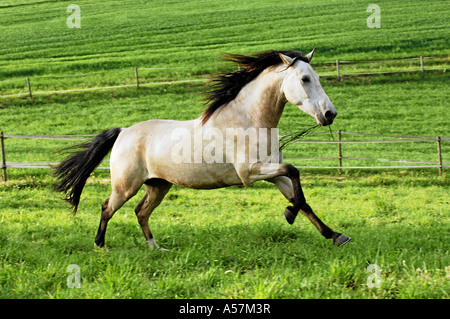 Kruppe Marchador Pferd Stockfoto