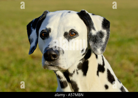 Dalmatiner Stockfoto