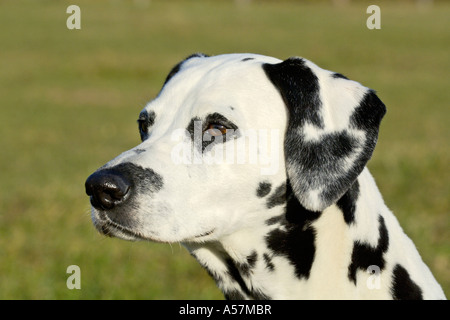 Dalmatiner Stockfoto