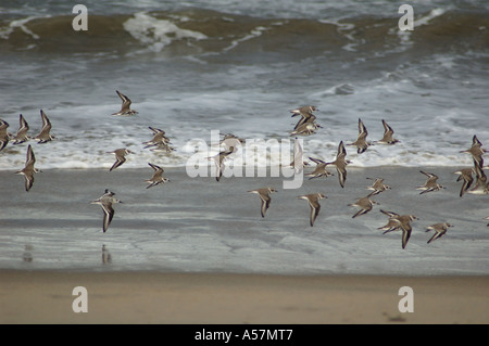 Snowy Regenpfeifer Charadrius Alexandrinus im Flug Monterey Bay USA mit einem Sanderling zum Vergleich Stockfoto