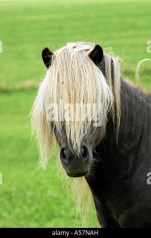 Mini-Shetlandpony Mini-Shetty Stockfoto