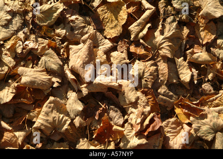 Herbstblätter auf einem Waldboden. Stockfoto