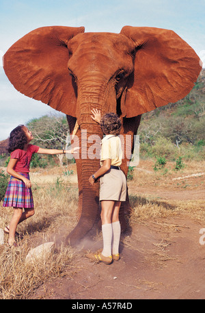 Zwei weiße Kinder treffen verwaiste Elefanten im Tsavo East Nationalpark Kenia in Ostafrika Stockfoto