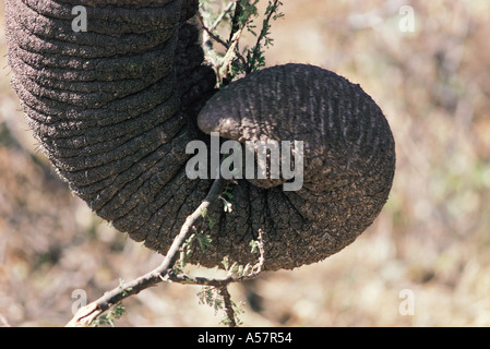 Nahaufnahme der Elefantenrüssel s mit einem Stück Akazie Samburu National Reserve Kenia in Ostafrika Stockfoto