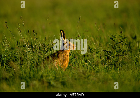 Europäischer brauner Hase Lepus europaeus, Erwachsener im Grasland, Nottinghamshire, Großbritannien Stockfoto