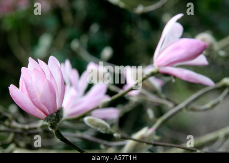 Magnolia X loebneri Leonard Messel März 12 Stockfoto