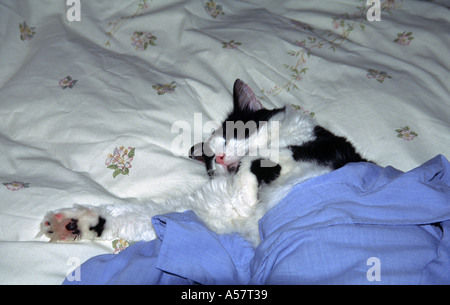 Schwarz / weiß Katze schläft im Bett mit blauem Hemd bedeckt Stockfoto