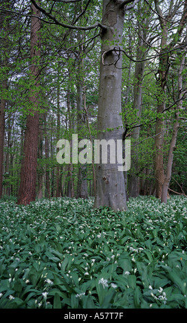 Laubwald im Frühjahr mit Teppich Lösegelder Bärlauch Stockfoto