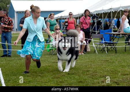 Hundeausstellung Stockfoto