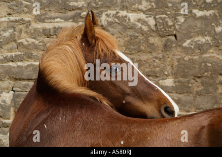 Deutsche Pony über die Schulter schauen Stockfoto