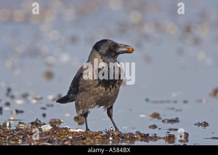 Mit Kapuze Krähe (Corvus Corone Cornix) Stockfoto