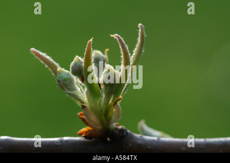 37+ Wildbirne Knospen, Die wildbirne wurde bereits in der antike