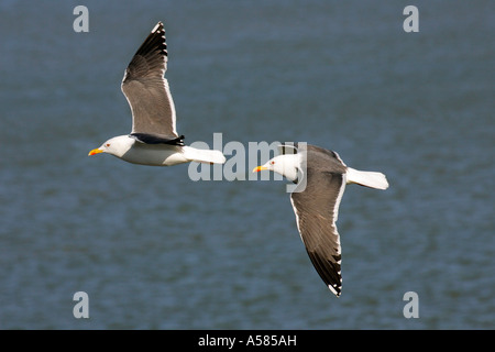 Weniger schwarz-backed Möwen fliegen über dem Meer (Larus Fuscus) Stockfoto