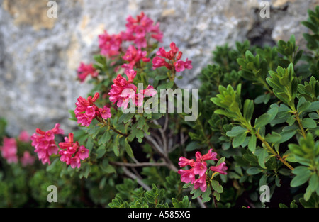 Alpenrosen Rhododendron ferrugineum Stockfoto