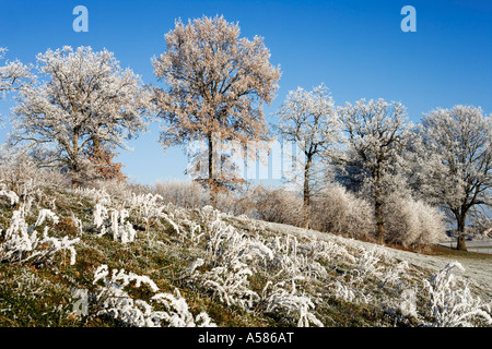Hoarfrosted pedunculate Eichen (Quercus Robur), Sinn District, Fribourg, Schweiz Stockfoto