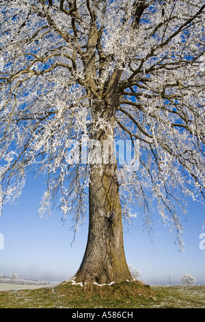 Hoarfrosted pedunculate Eiche (Quercus Robur) Stockfoto