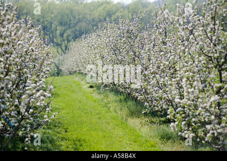 Apfelblüten im Obstgarten im südlichen Illinois Stockfoto