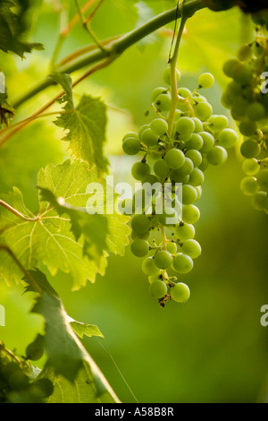 Alto Weinberg im südlichen Illinois Stockfoto