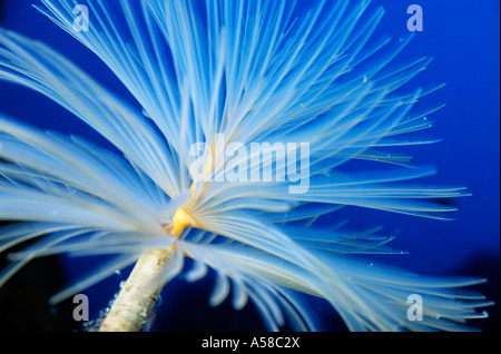 Exquisite Staubwedel Wurm (Sabella Spallanzanii) schwebt im blauen Wasser. Stockfoto